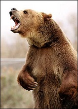 cri de l`ours