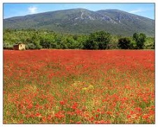 coquelicot