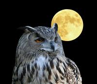 hibou, lune